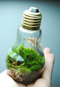 Light-Bulb-Ecosystem