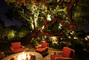 Illuminated-oak-tree-by-an-outdoor-fire-pit