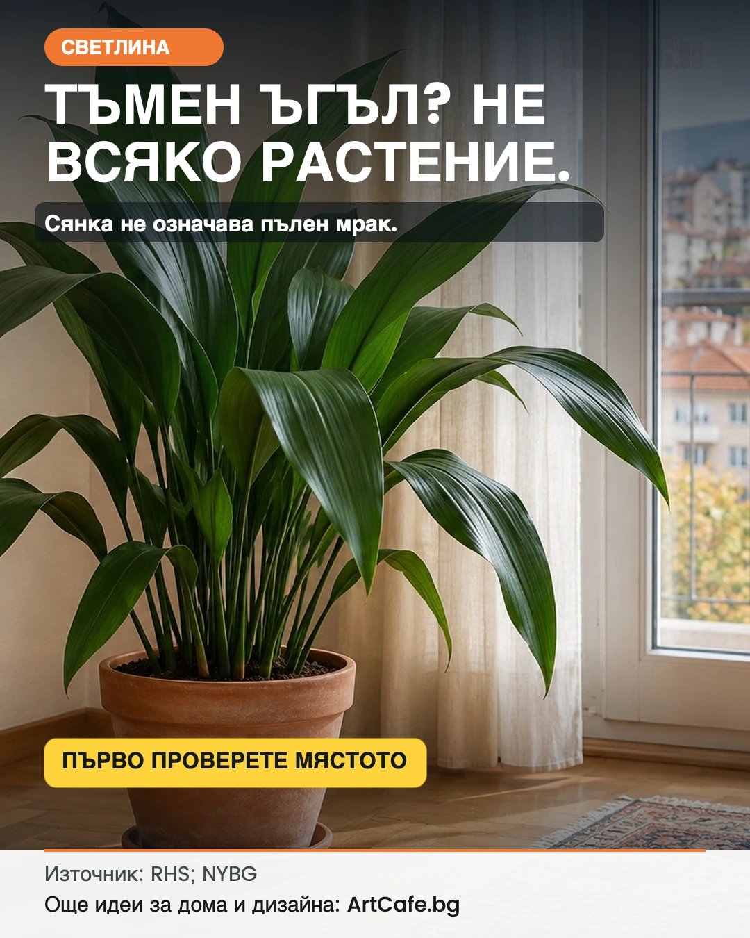 Тъмен ъгъл — не всяко растение е подходящо