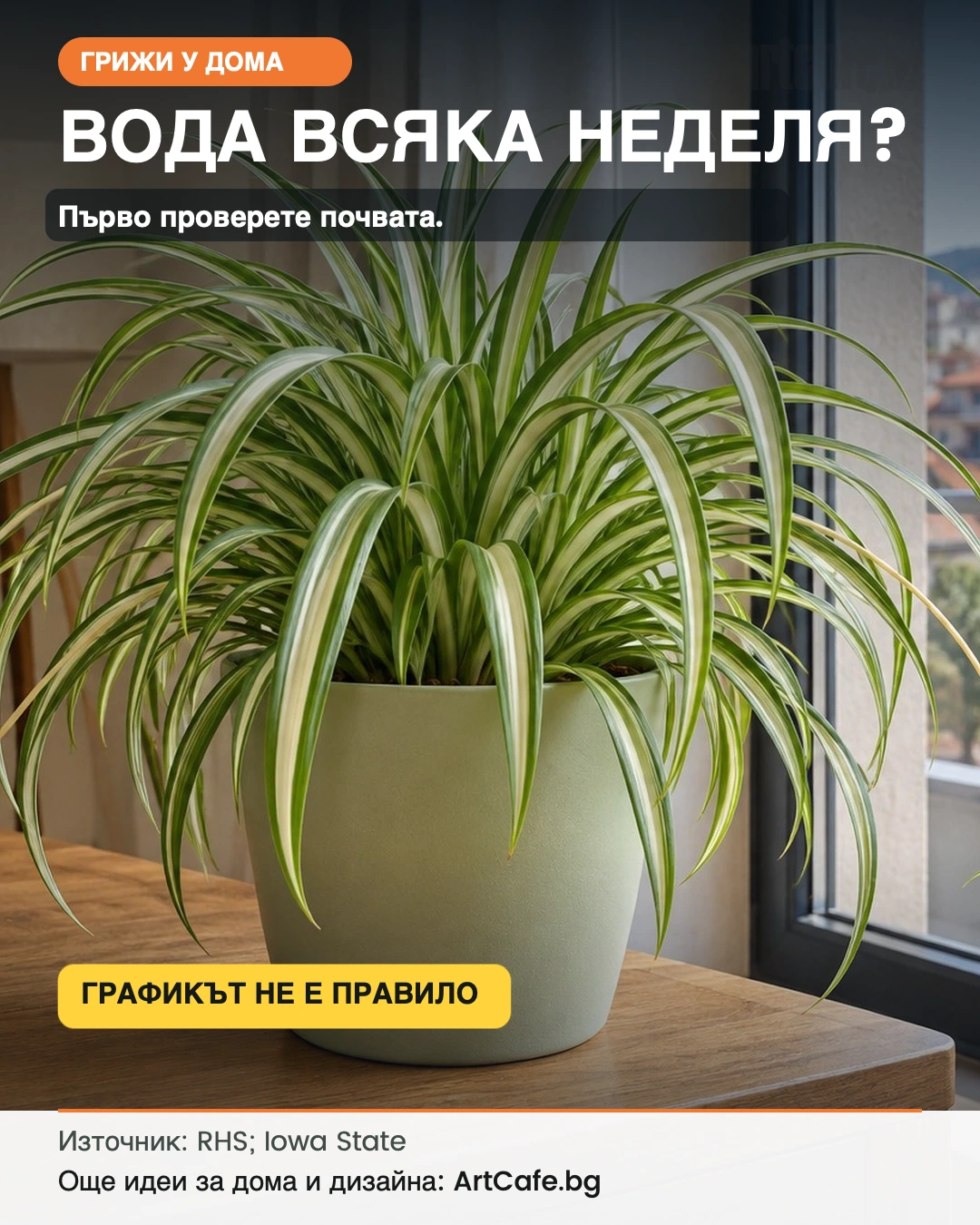 Неделя е — трябва ли да полеем растенията